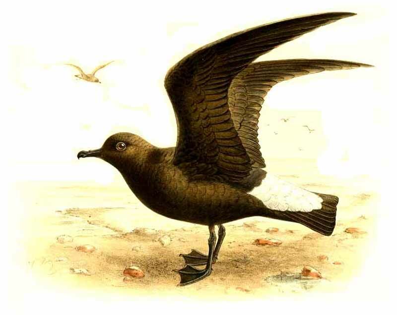 Wedge-rumped Storm Petrel