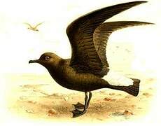 Wedge-rumped Storm Petrel