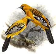 Streak-backed Oriole