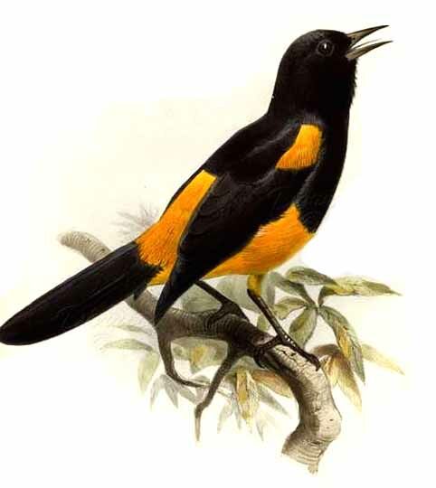 Oriole de Sainte-Lucie