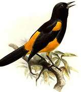 St. Lucia Oriole