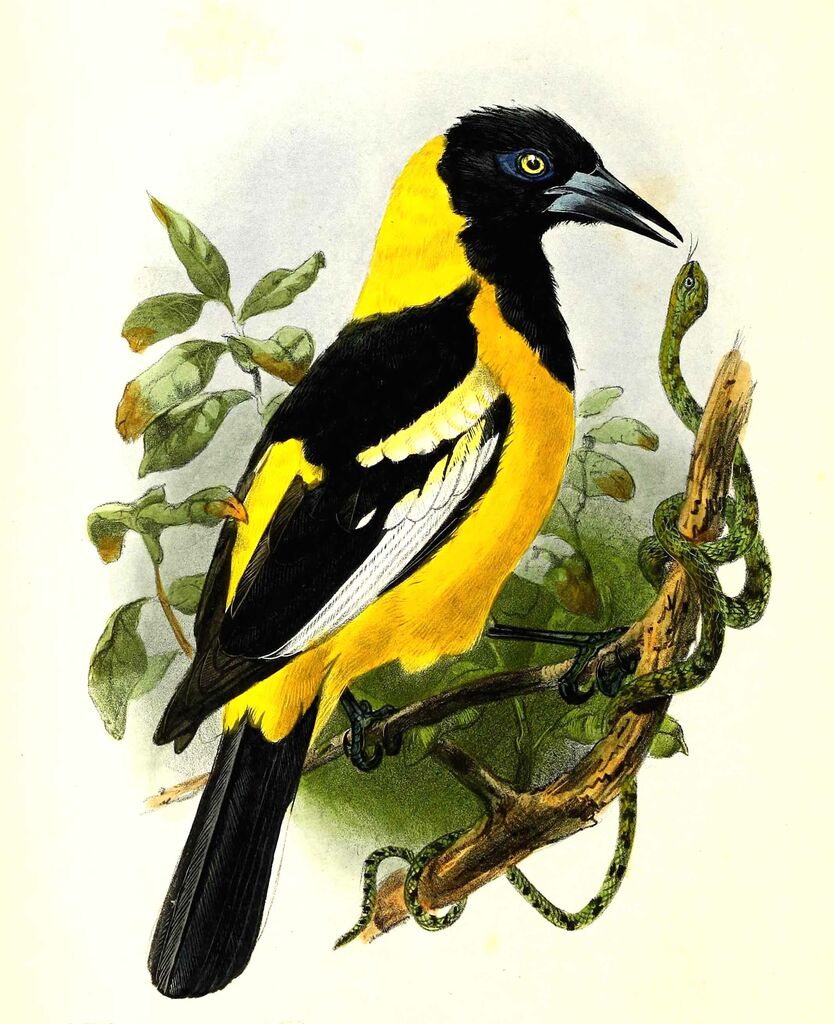 Oriole du Nord