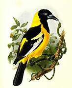 Baltimore Oriole