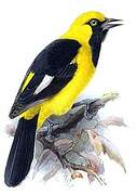 White-edged Oriole