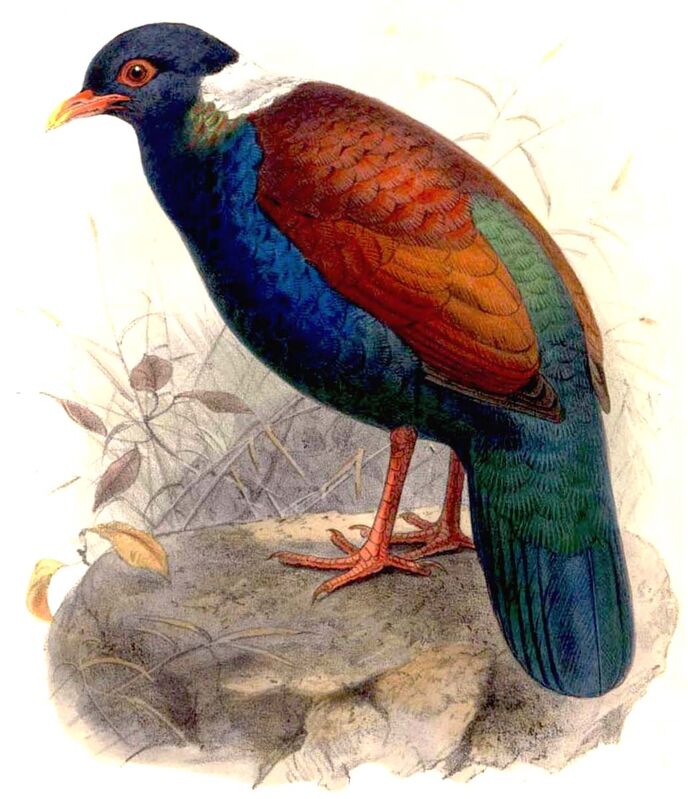 Pheasant Pigeon, identification