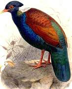 Pheasant Pigeon