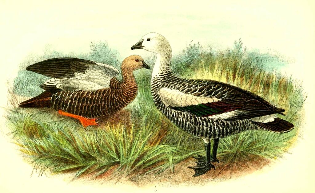 Upland Goose