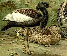 Bengal Florican