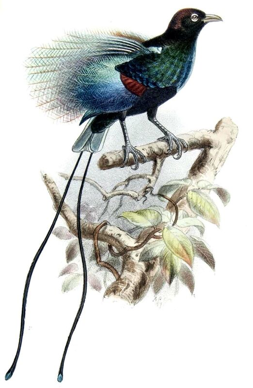 Blue Bird-of-paradise