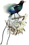 Blue Bird-of-paradise