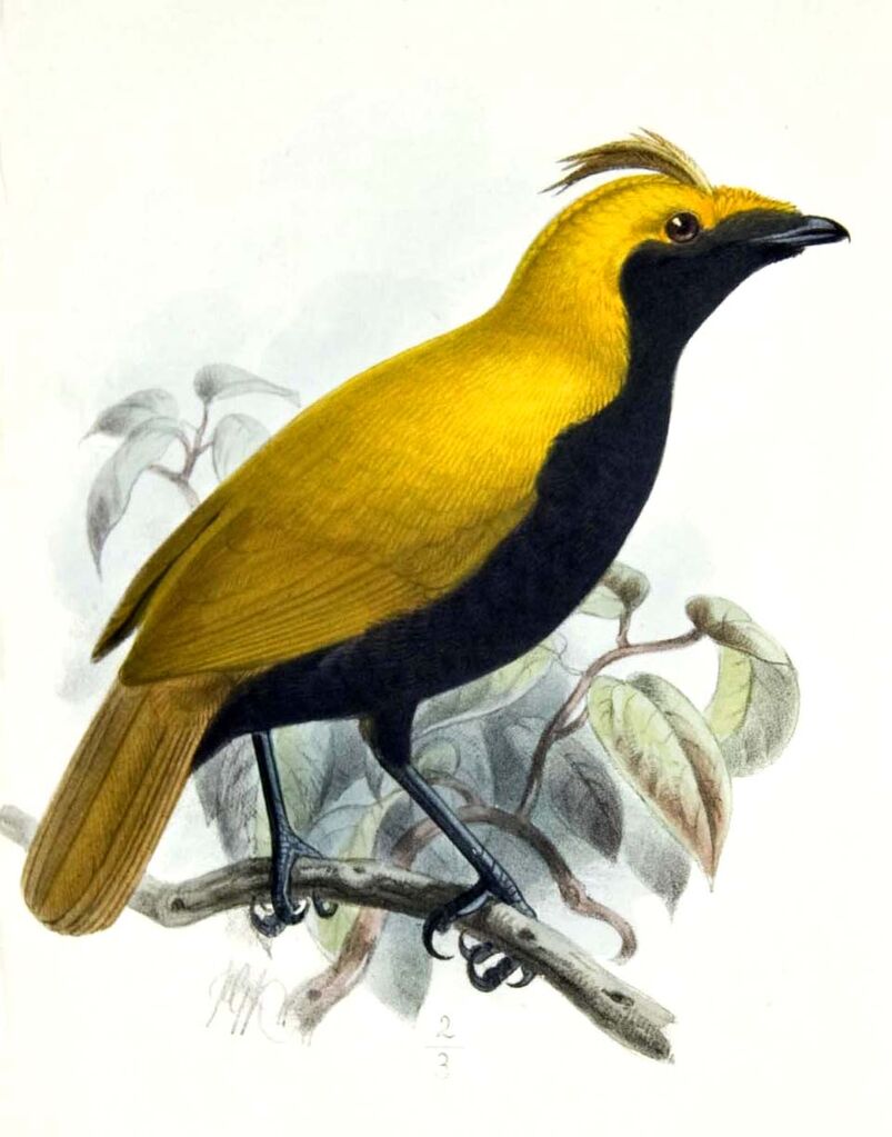 Crested Satinbird