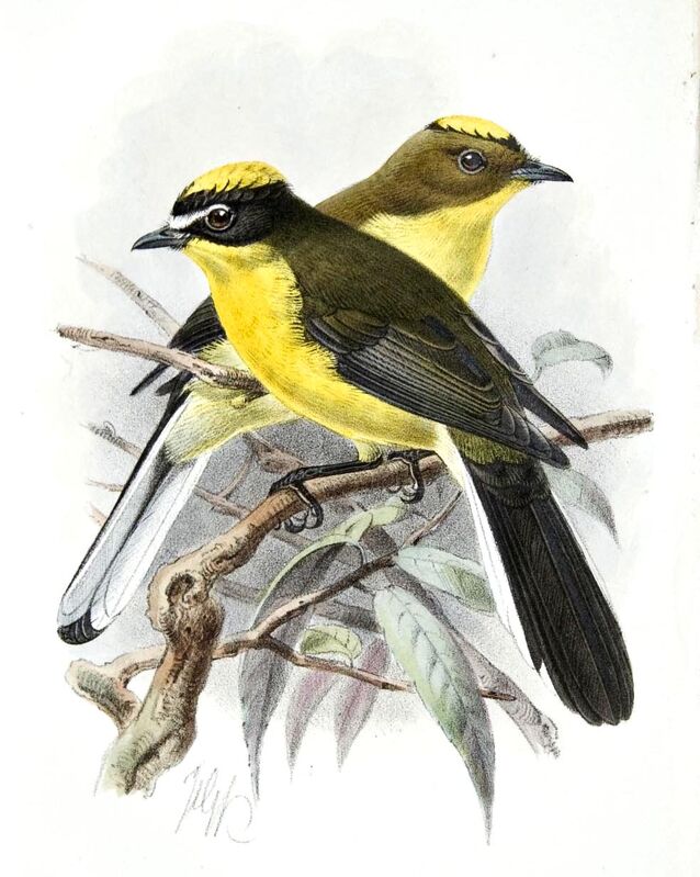 Yellow-crowned Whitestart