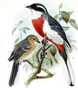 Red-breasted Chat