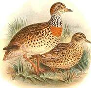 Plains-wanderer