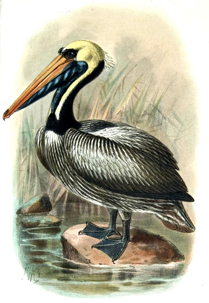 Peruvian Pelican