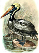 Peruvian Pelican