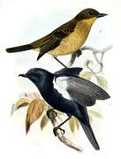 White-sided Flowerpiercer