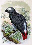 Grey Parrot