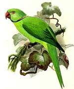 Rose-ringed Parakeet