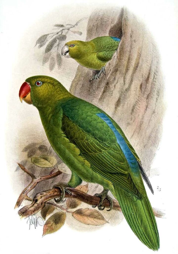 Blue-backed Parrot