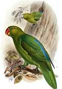 Azure-rumped Parrot