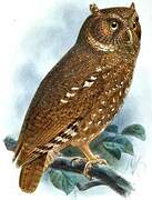 Sandy Scops Owl