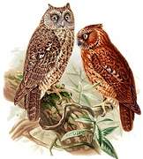 Sulawesi Scops Owl