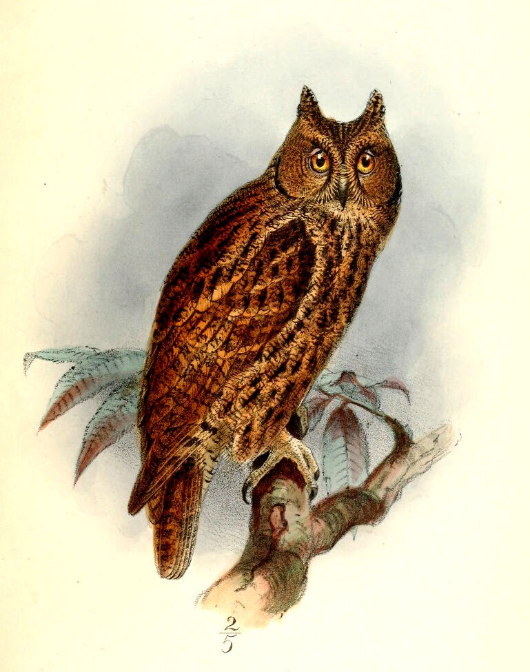 Moluccan Scops Owl