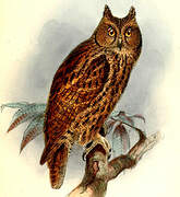 Moluccan Scops Owl