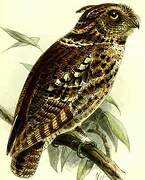 Rajah Scops Owl