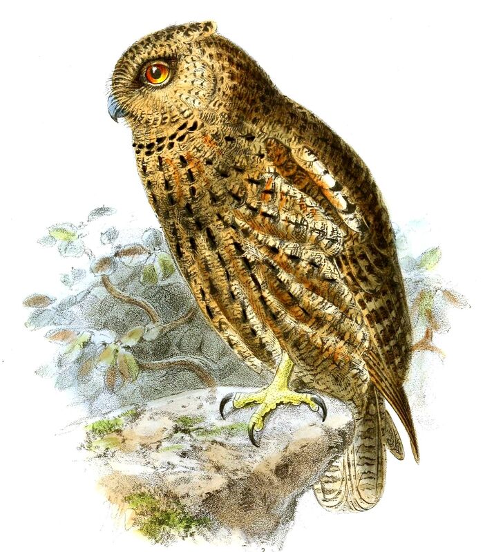 Seychelles Scops Owl