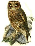 Mountain Scops Owl