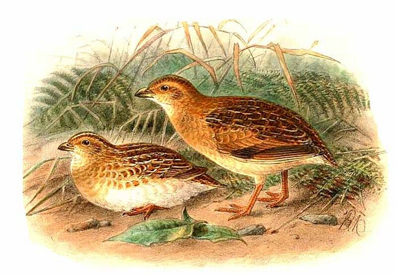 Little Buttonquail