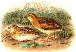 Little Buttonquail