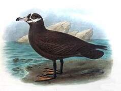 Spectacled Petrel