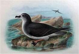 Gould's Petrel