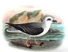 White-headed Petrel