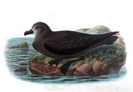 Great-winged Petrel