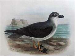 Soft-plumaged Petrel