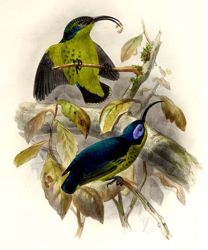 Common Sunbird-Asity