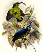 Common Sunbird-Asity