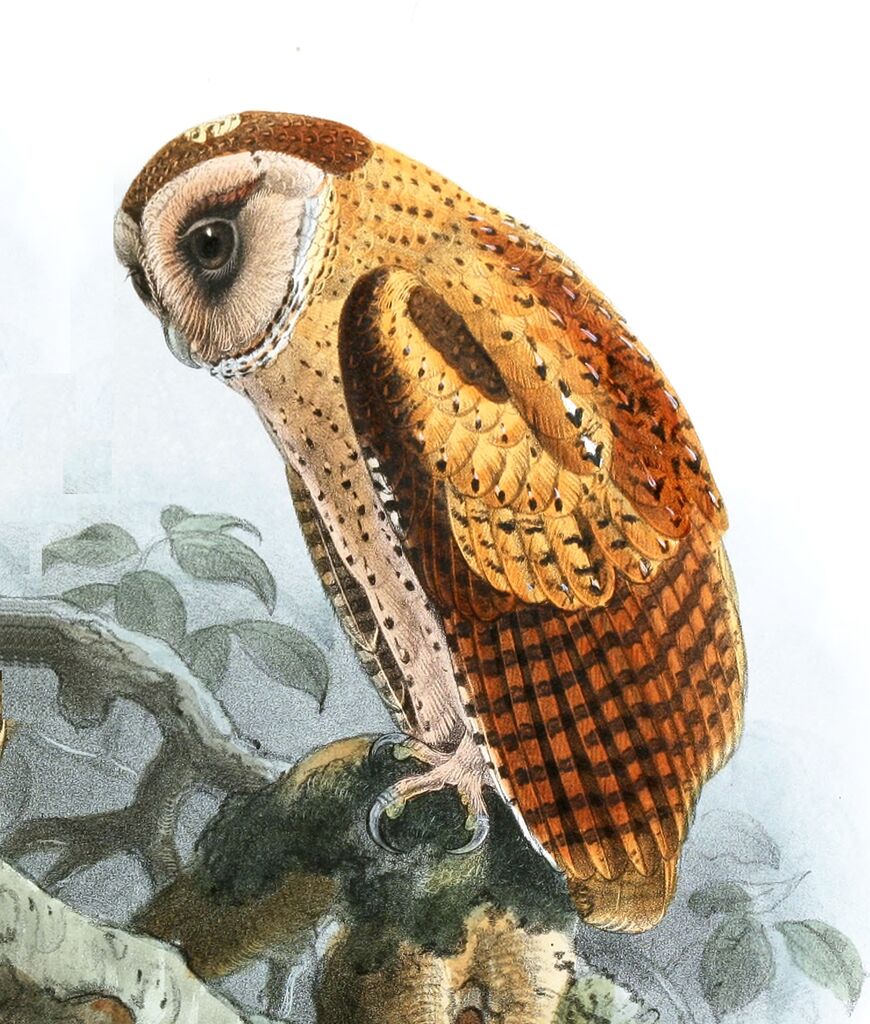 Sri Lanka Bay Owl