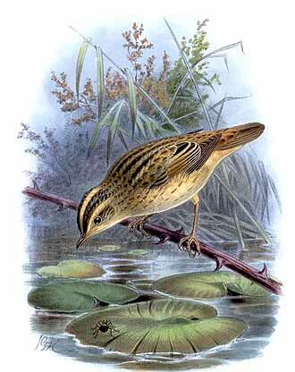 Aquatic Warbler