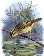 Aquatic Warbler