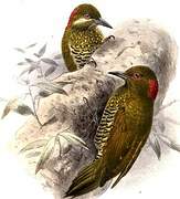 Rufous-winged Woodpecker