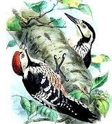 White-backed Woodpecker