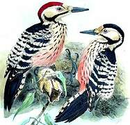 White-backed Woodpecker