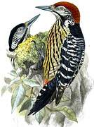 Stripe-breasted Woodpecker