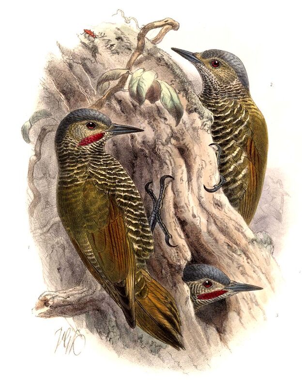 Grey-crowned Woodpecker