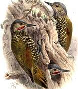 Grey-crowned Woodpecker